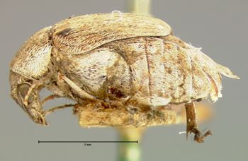 Media type: image;   Entomology 4471 Aspect: habitus lateral view